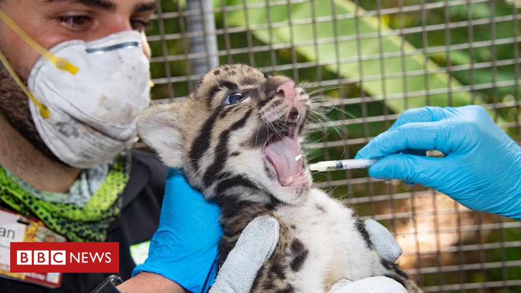 Endangered clouded leopard kittens born at US zoo