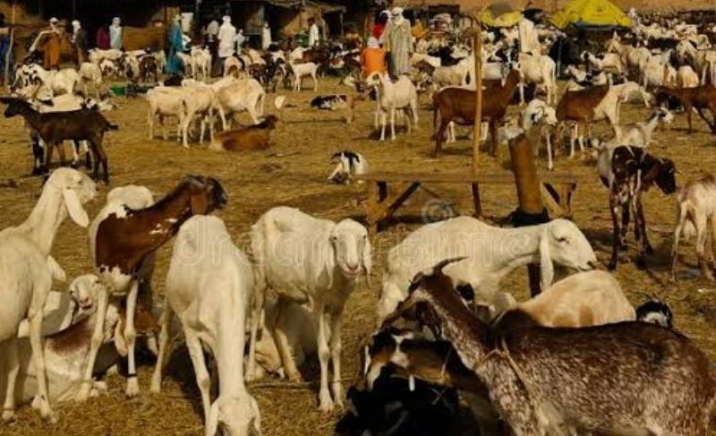 Lokpanta Cattle Market Now Daily Market, Not Residential, Says Abia Govt