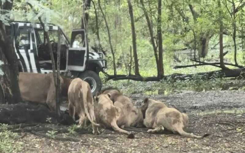 Zookeeper eaten alive by pride of lions in front of tourists