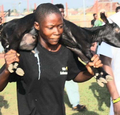 World’s First Goat Chasing Competition Debuts in Ondo, Draws 40,000 Spectators