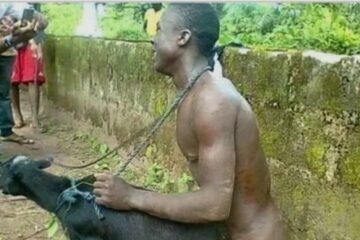 Katsina Woman Catches Husband Having Sexual Intercourse With Neighbour’s Goat