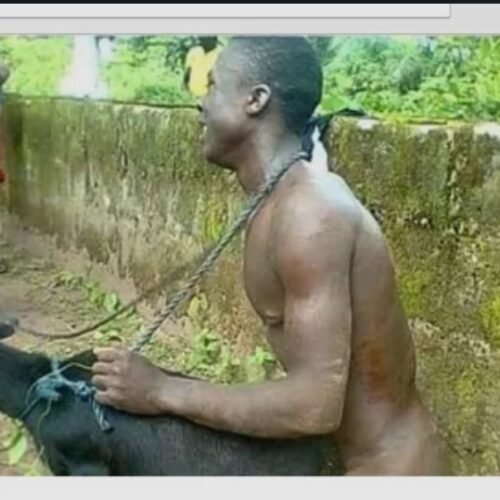 Katsina Woman Catches Husband Having Sexual Intercourse With Neighbour’s Goat