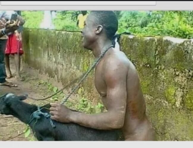 Katsina Woman Catches Husband Having Sexual Intercourse With Neighbour’s Goat