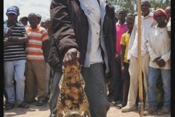 Man Kills Crocodile With Spear After It Allegedly Kills Two Family Members in Four Days